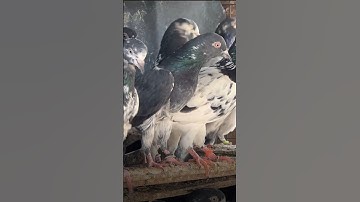 tiger dab wala kabootar 🕊️😱🔥 // attitude pigeon video #shortvideo #viral #kabutarbazi