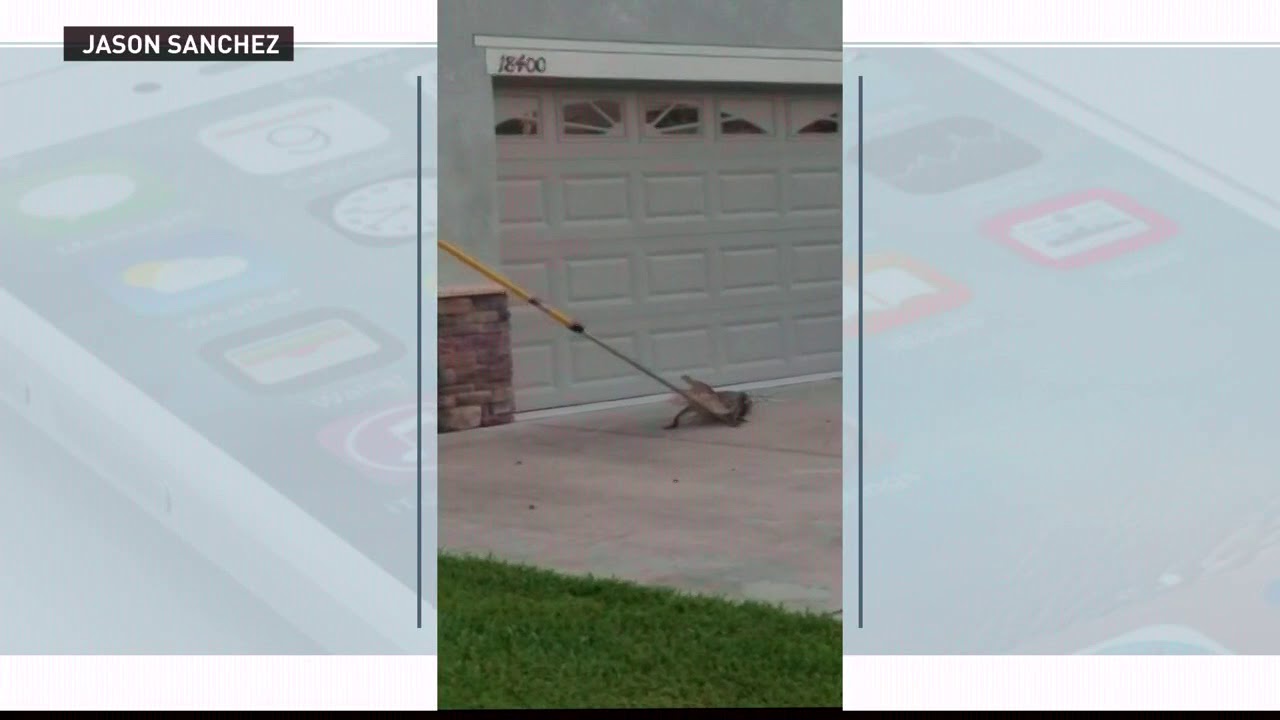 Land O' Lakes resident mistakes gator for sprinkler
