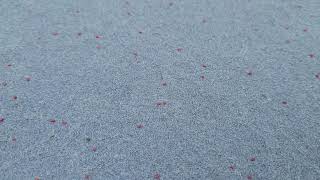 Clover Mites All Over The Back Patio