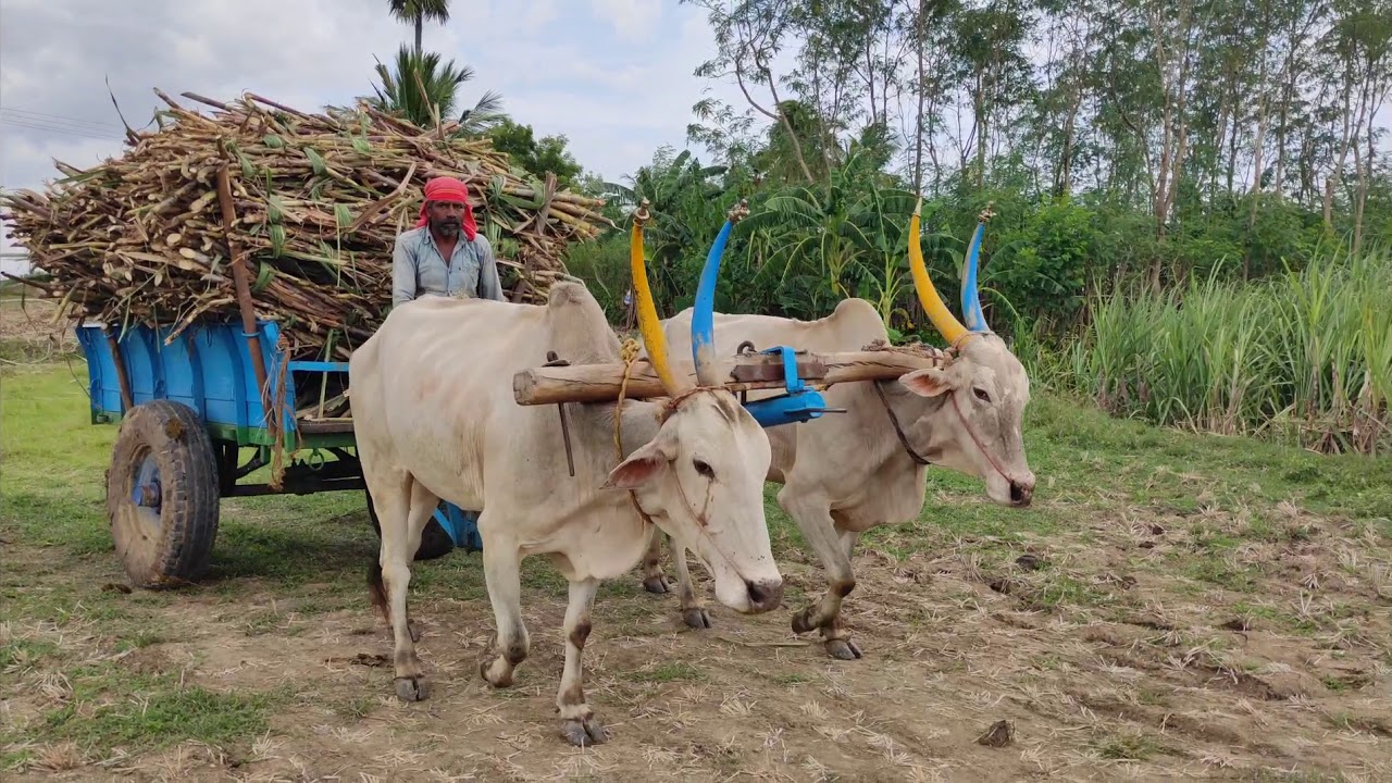 Bullock / Bullock cart / Bullock cart loading sugarcane / Heavy load lifting bullock