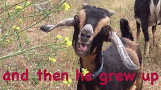 Doug - Nigerian Dwarf Male Goat by The CABRA Farmhouse Goat Yoga 25 views 5 years ago 1 minute, 10 seconds