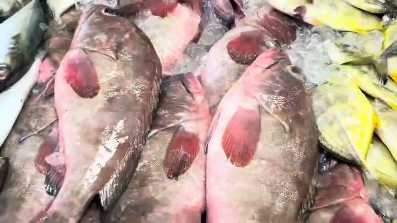 കരുവൻതിരുത്തി bmw fish stall മെഗാഓഫർ 