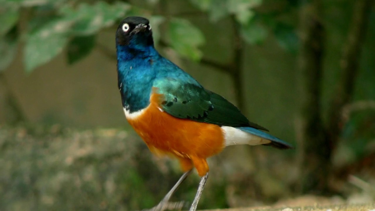 Superb starling - 3 kleuren glansspreeuw 