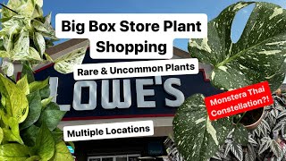 Big Box Store Plant Shopping Multiple Lowes Home Depot HEB Monstera Thai Constellation Plant Find