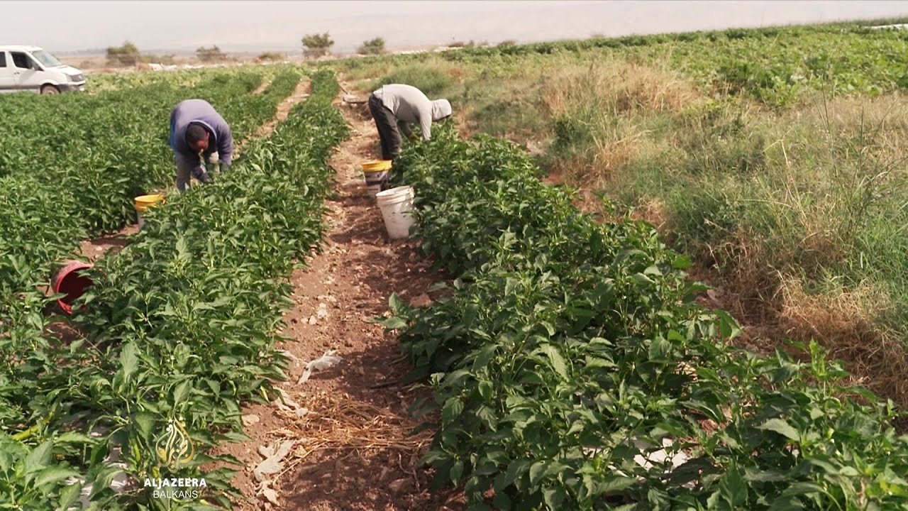 خسائر فادحة للمزارعين في الضفة الغربية