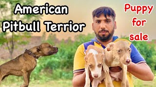 American Pit bull Terrier Puppy For Sale || American Pit bull Game line Dog || Zain Ul Abideen by Zain Ul Abideen 2,129 views 10 months ago 6 minutes, 2 seconds