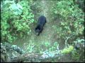 Bear Climbs Tree Stand