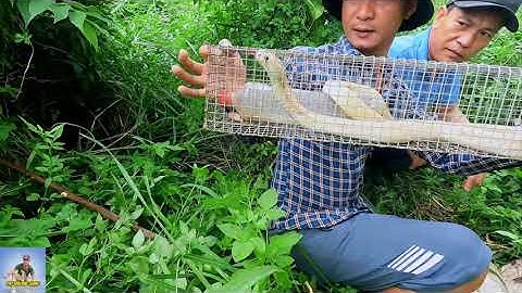 Thăm Bẫy Rắn Hổ Mang Trời Mưa Trúng Quả Khi Rắn Hổ Mang Vàng Khè Sa Bẫy | Thợ Săn Bắc Giang