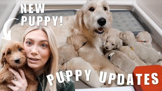 WE GOT A NEW GOLDENDOODLE PUPPY & UPDATE ON OUR 23 GOLDENDOODLE PUPPIES