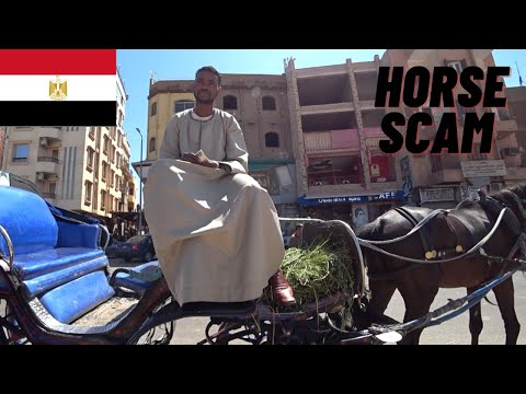 Horse Scam Egypt
