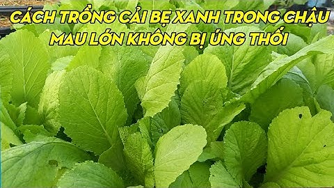 Cách Trồng Cải Bẹ Xanh Trong Chậu Từ Lúc Gieo Hạt Đến Thu Hoạch | Phan Đức #128
