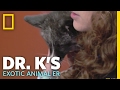 The Three Footed Fox | Dr. K's Exotic Animal ER