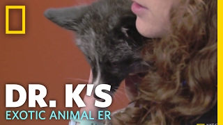 The Three Footed Fox | Dr. K's Exotic Animal ER