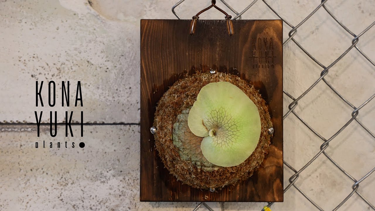 박쥐란 목부작(마운팅) 작업 / how to mount a platycerium - P. banna #G