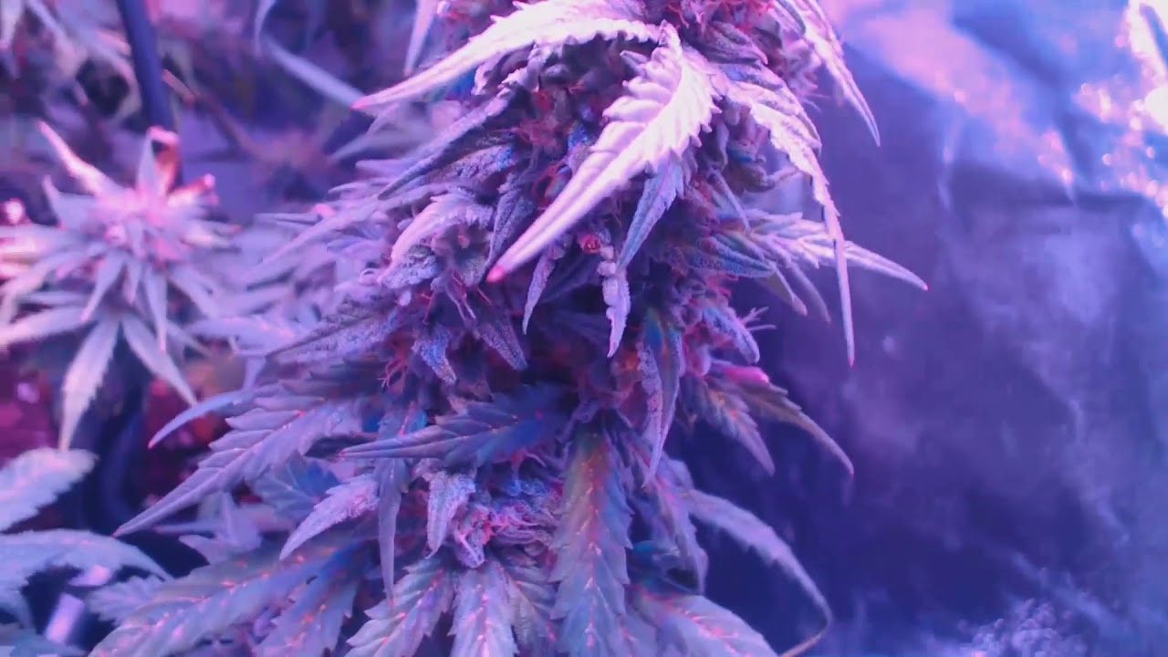 Mars Hydro 300W LED lights Autoflowering weed YouTube