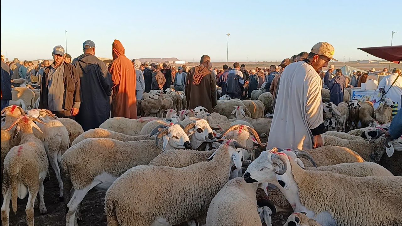 مباشره من سوق التلاتاء بن جرير باقليم الرحامنة بتاريخ 2025/7/29 مع أتمنة سوق 🐏🐑🇲🇦