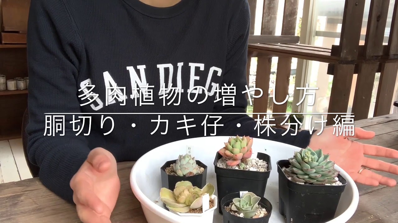 多肉植物の増やし方 胴切り カキ仔 株分け編 Youtube 多肉植物の増やし方 胴切り カキ仔 株分け編 Youtube