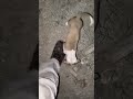 நாய் குட்டிகள் இலவசம் #dogadoption #adopteddog #pets #rescuedog #animalshorts #animals