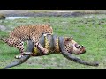 Top 10 Strongest Predators In The Wild - Prey Vs Predator - Predators Animals Real Fights to death