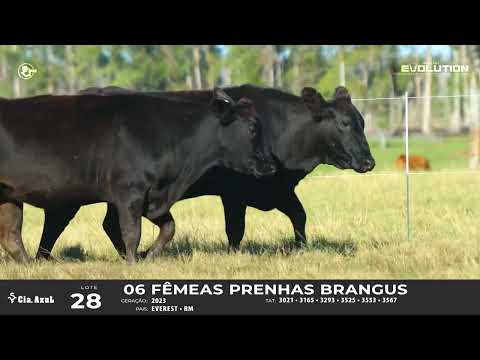 LOTE 28   TAT 3021, 3165, 3293, 3525, 3553, 3567 F Brangus