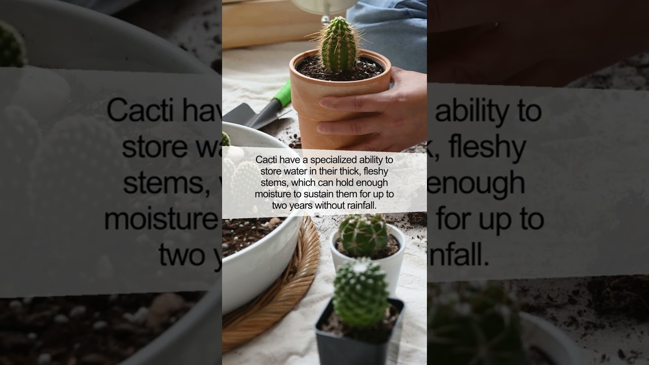 The Surprising Truth About Cacti & Their Water-Saving Strategies