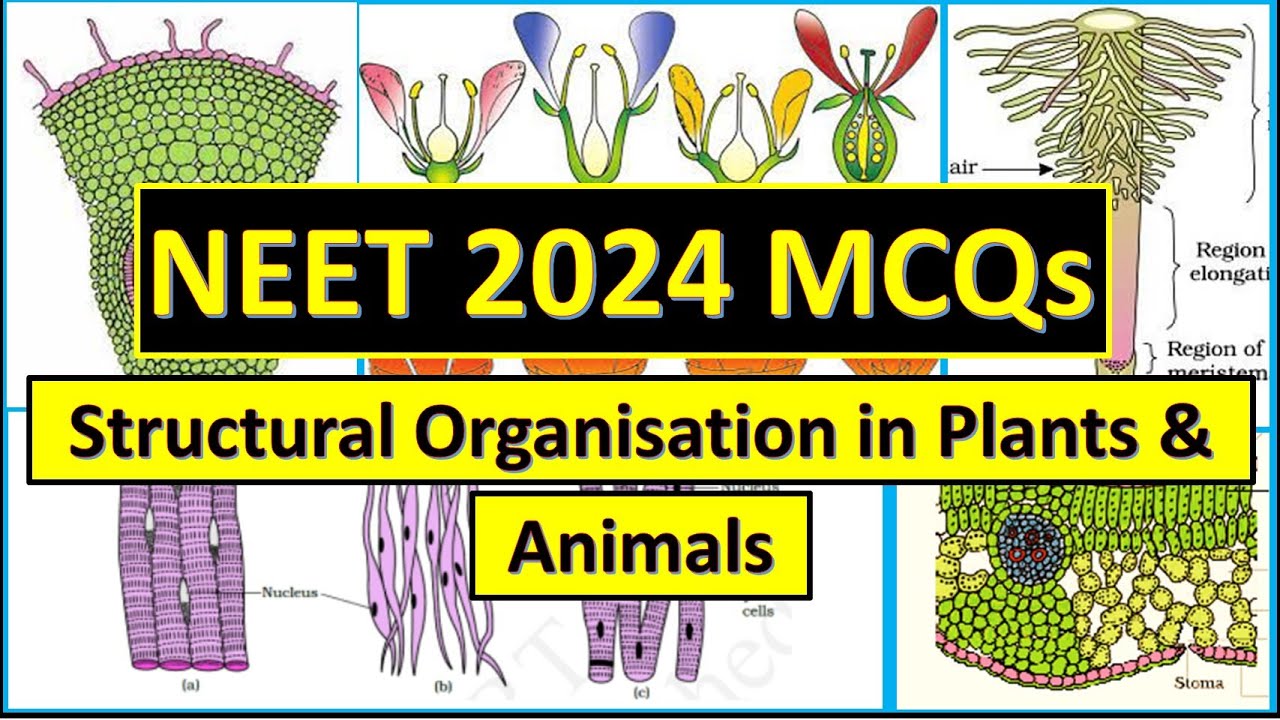 100 Most Repeated NEET MCQs - Structural Organisation in Plants and ...