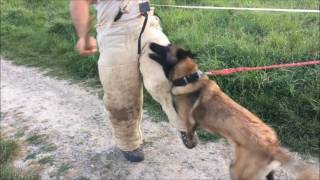 Malinois Lucy Attaque Premier Travail Aux Jambes