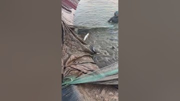 🔴 Hải Phòng TV lên Cá Trắm Đen khủng cho anh em Bắc #cátrắmđen @carpvietnam #fishingtv #ThủySảnWork