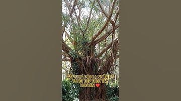CÂY SI ĐÁ ĐỘC LẠ NHIỀU DỄ TUYỆT ĐẸP TRÊN TÂY NGUYÊN XANH ĐẠI NGÀN
