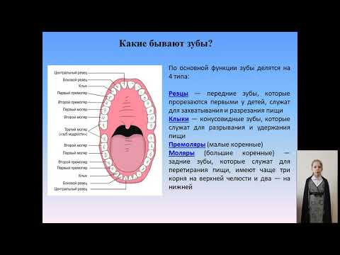 Исследовательская работа на тему "Зубы-залог здоровья всего организма"