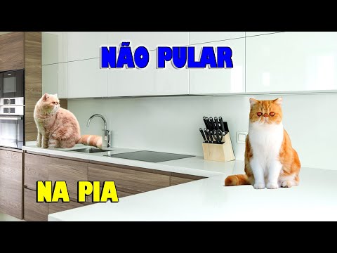 Vídeo: Como identificar um gato Ragdoll: 10 etapas (com fotos)