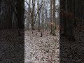 Jungle beauty 😻 #viral #travel #video #nature #shorts #trending #short