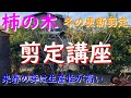 柿の木剪定講座(切り方、時期、注意点、ポイント)解説と実演