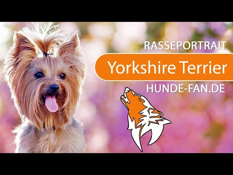 ► Yorkshire Terrier [2019] Rasse, Aussehen &amp; Charakter