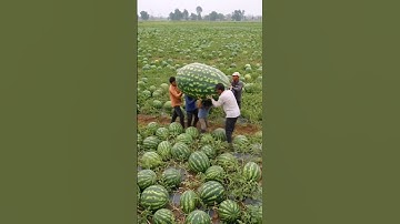 Giant watermelon #giant #watermelon #fruit #farm #farming #farmer #fruit #harvest #nature #nature