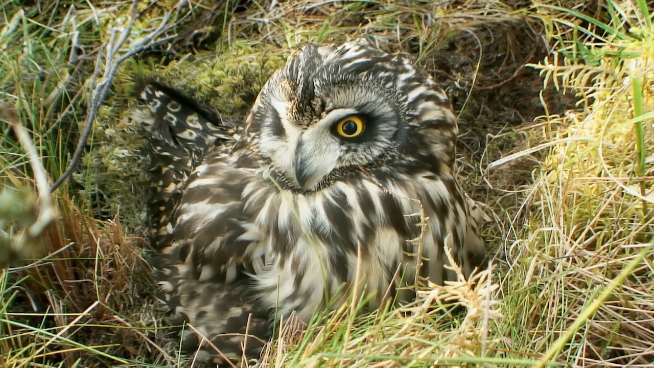How Life Endures on the Edge of the Atlantic (4K Documentary)