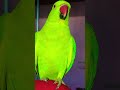 cute parrot 🦜🦜 #nonstoptalkingparrot #talkingparot