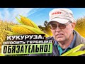 КУКУРУЗА.  Внесение гербицидов после всходов кукурузы. Выращиваем кукурузу шаг за шагом. Ч.2