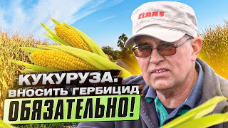 КУКУРУЗА. Внесение гербицидов после всходов кукурузы. Выращиваем кукурузу шаг за шагом. Ч.2