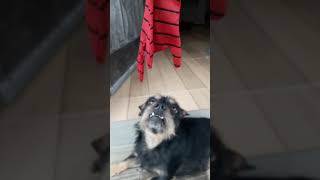 TARTARUGA QUER CANUDO