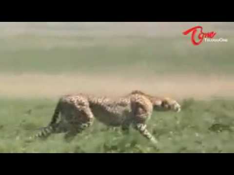 Inilah Contoh Hewan Yang Benar Benar Pintar Youtube