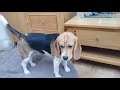 Rex  roc the beagles rocco something you want to say