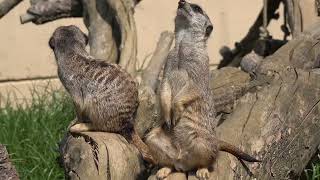 Erdmännchen im Kölner Zoo.