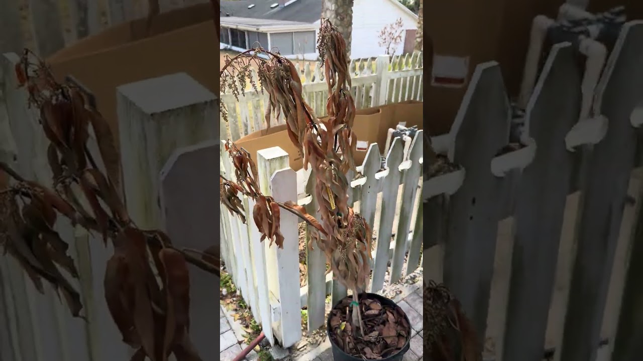 Central Fl Winter Garden Update 