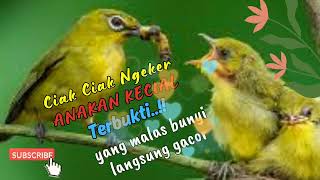 Download Lagu CIAK CIAK NGEKER ANAKAN KECIAL TERBUKTI AMPUH BIKIN SEHATBUGAR | MASTERAN KECIAL KUNING LOMBOK JUARA MP3
