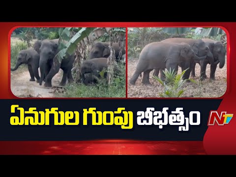 గ్రామంలో అర్ధరాత్రి బీభత్సం సృష్టించిన ఏనుగుల గుంపు, రైతుకు భారీ నష్టం | NTV Telugu - NTVTELUGU