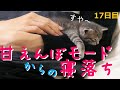 【保護猫】飼い主を寝床にする猫シリーズその３～人を寝かしつけてしまった子猫～【生後30日】Kitten sleeping with its owner