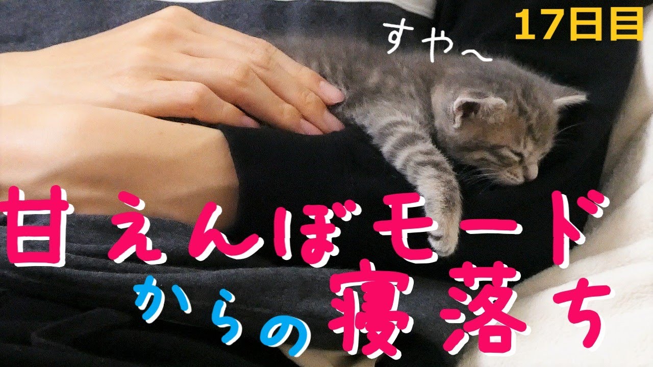 【保護猫】飼い主を寝床にする猫シリーズその３～人を寝かしつけてしまった子猫～【生後30日】Kitten sleeping with its owner