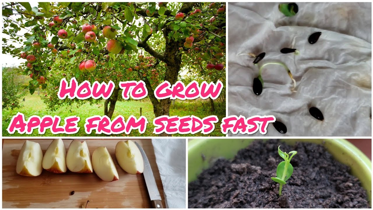 How To Grow Apple From Seeds Fast how-to-grow-apple-from-seeds-fast