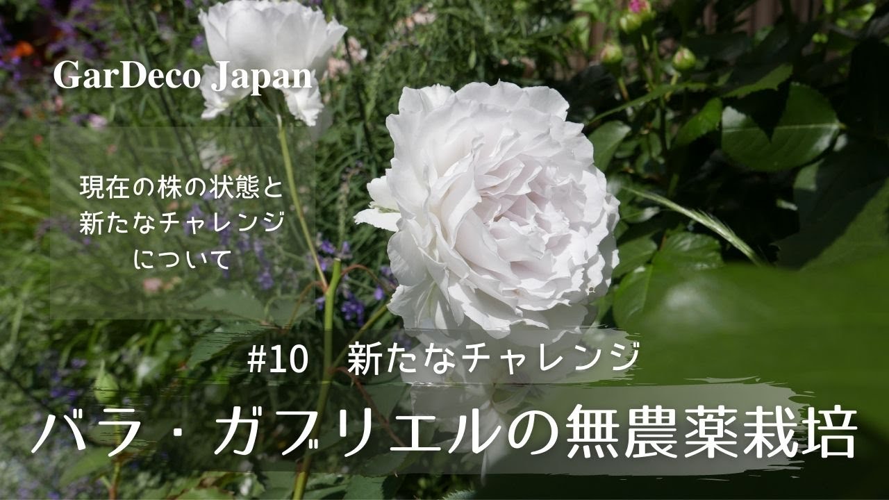 Trying to grow Rose Gabriel without pesticides! #10 - YouTube